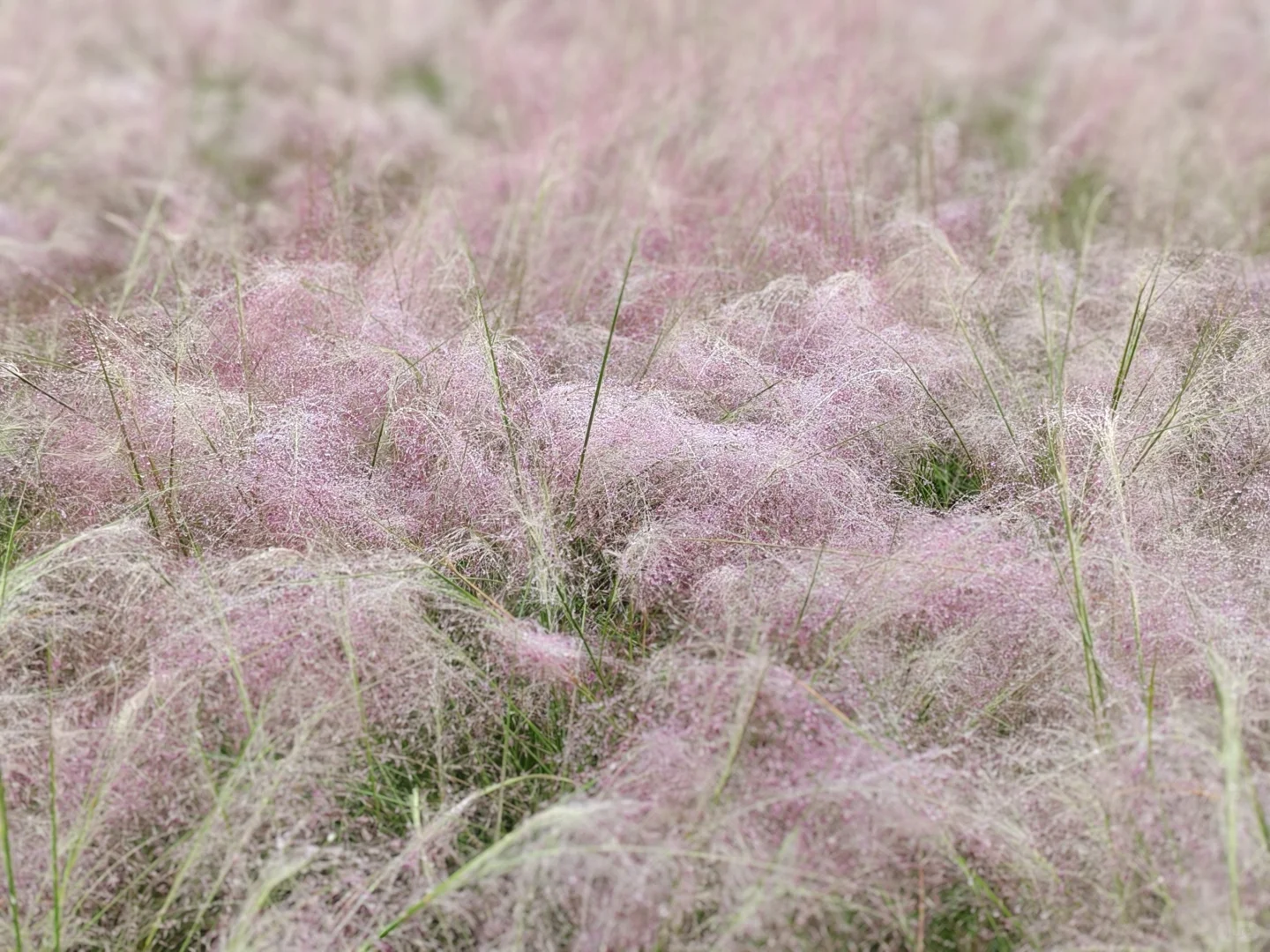 生活中的小确幸|雨后的粉黛娇艳欲滴