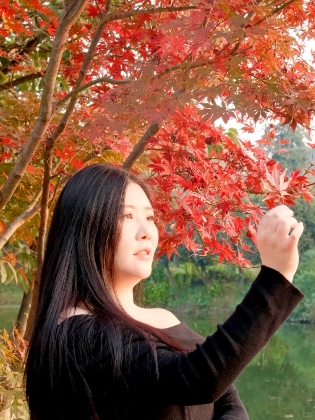 意外发现一棵宝藏红枫，独家美照就靠它了！