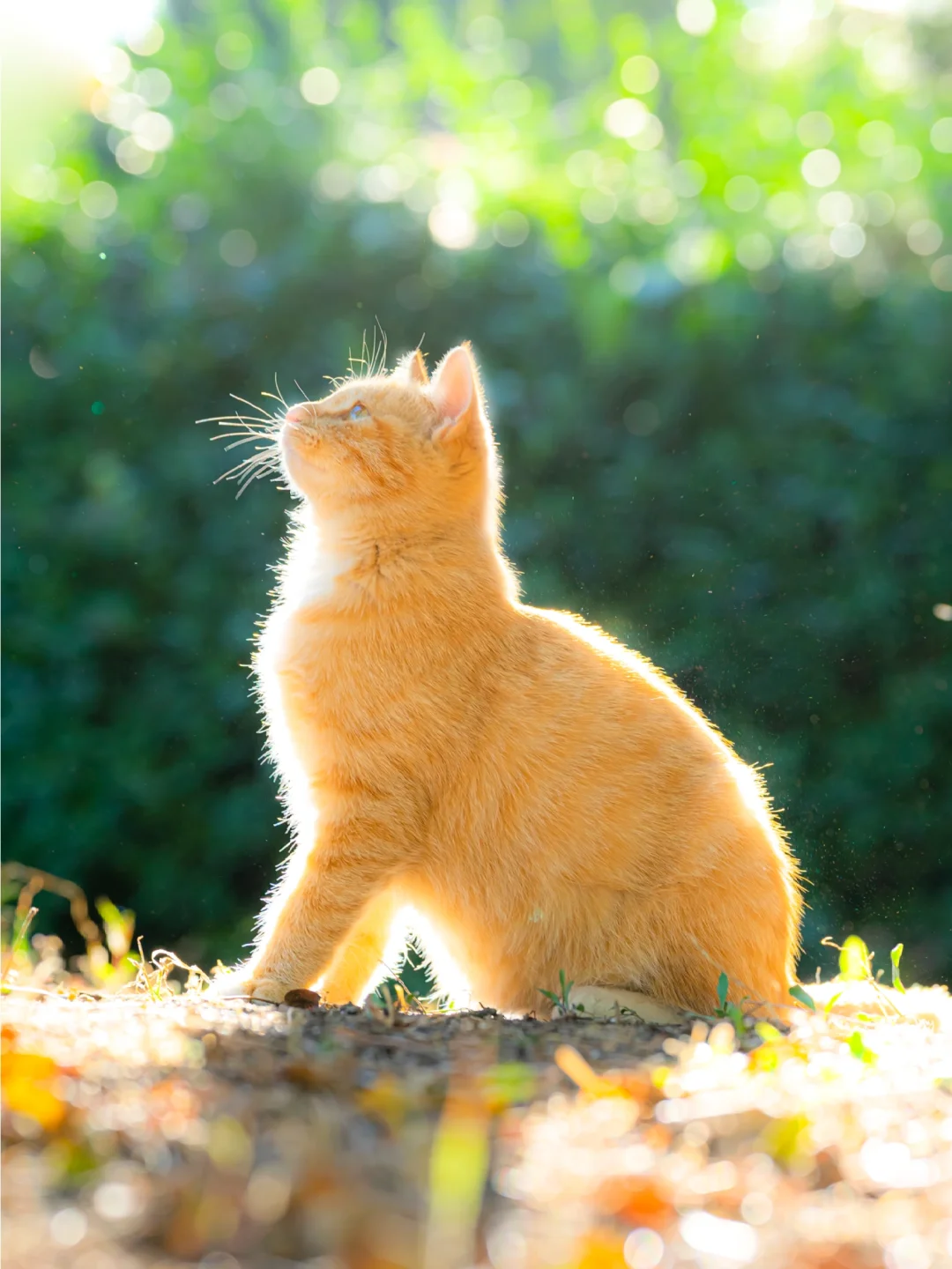 信我吧！北京的秋天遇上猫将是绝杀🍂