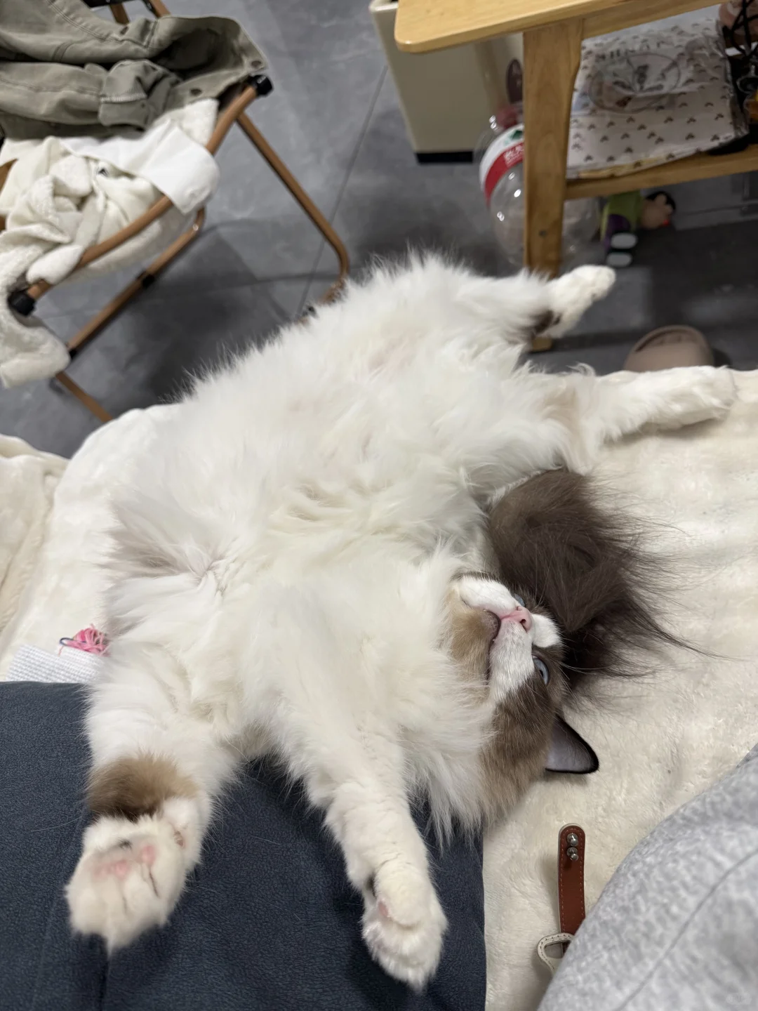 猫咪各种乱七八糟的睡姿