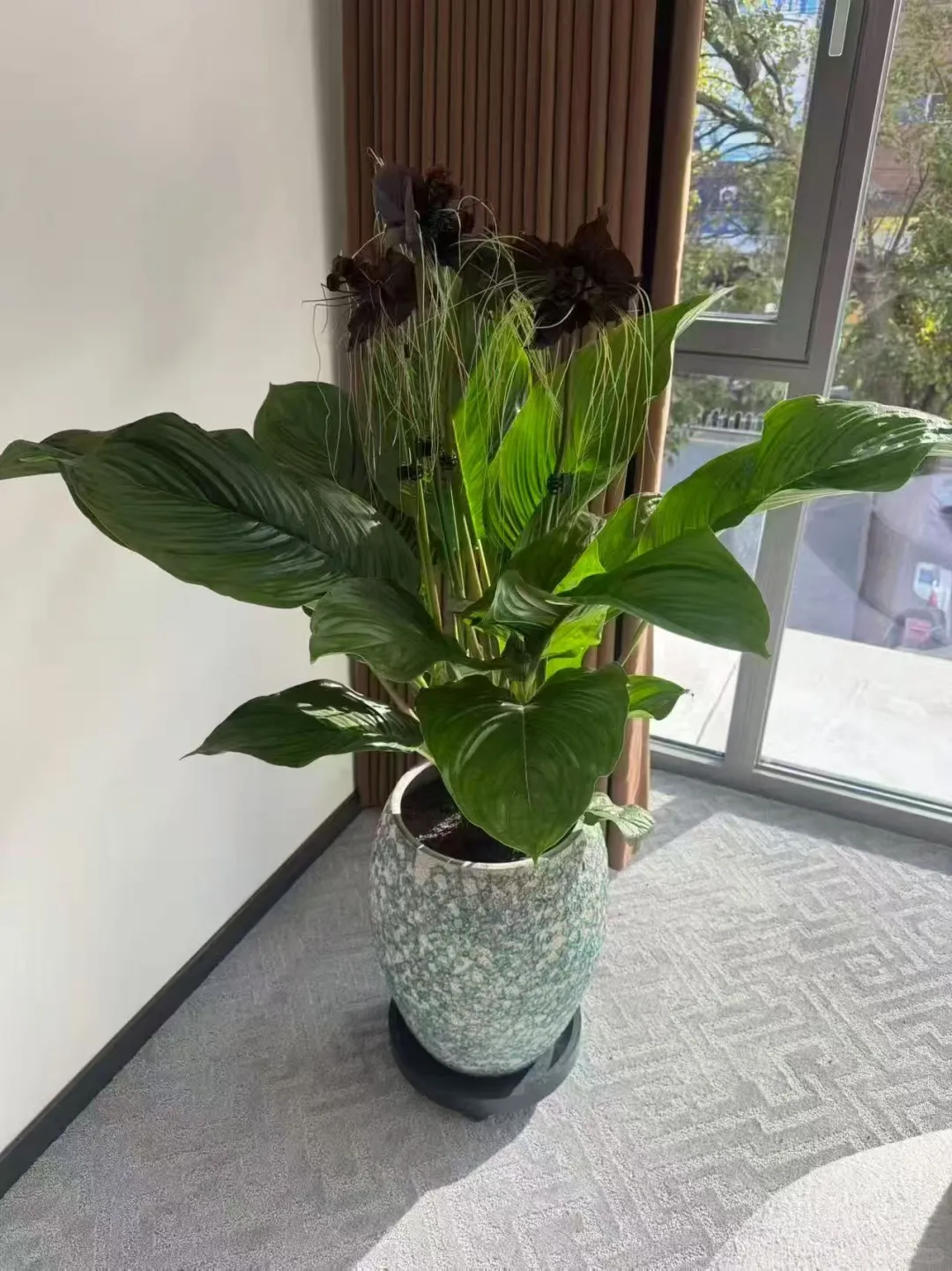 乌海森系大型花店、乌海汇林花卉园艺中心