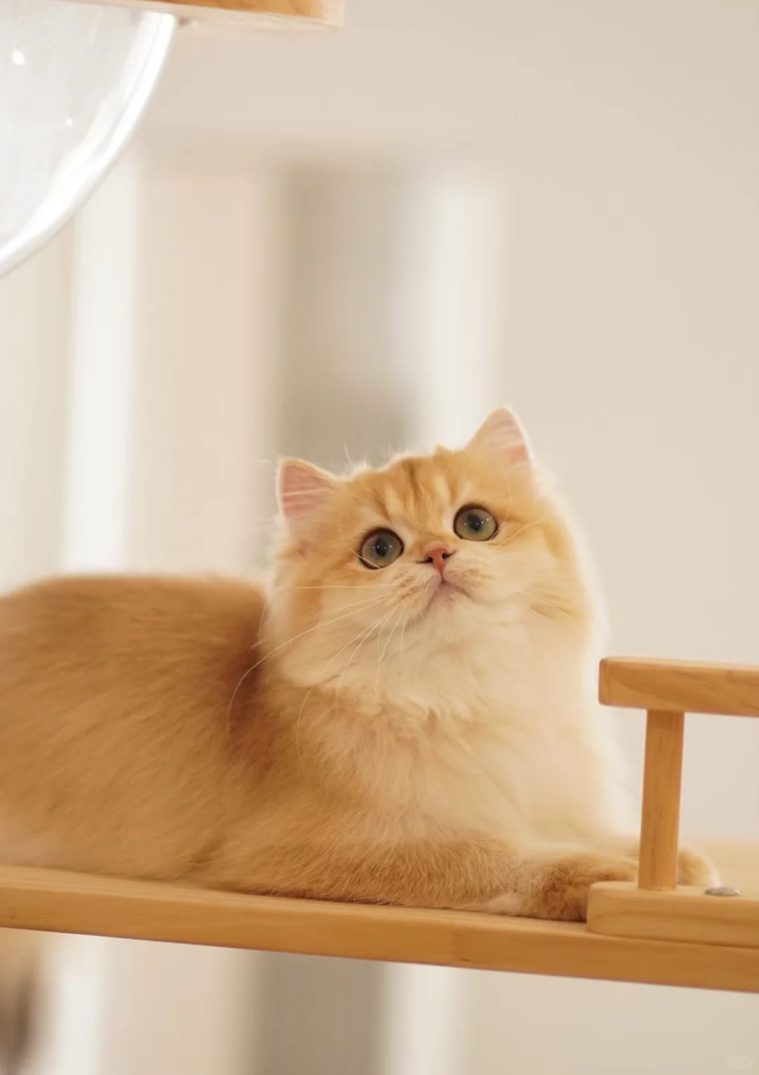 人！快来给猫的美照点赞～