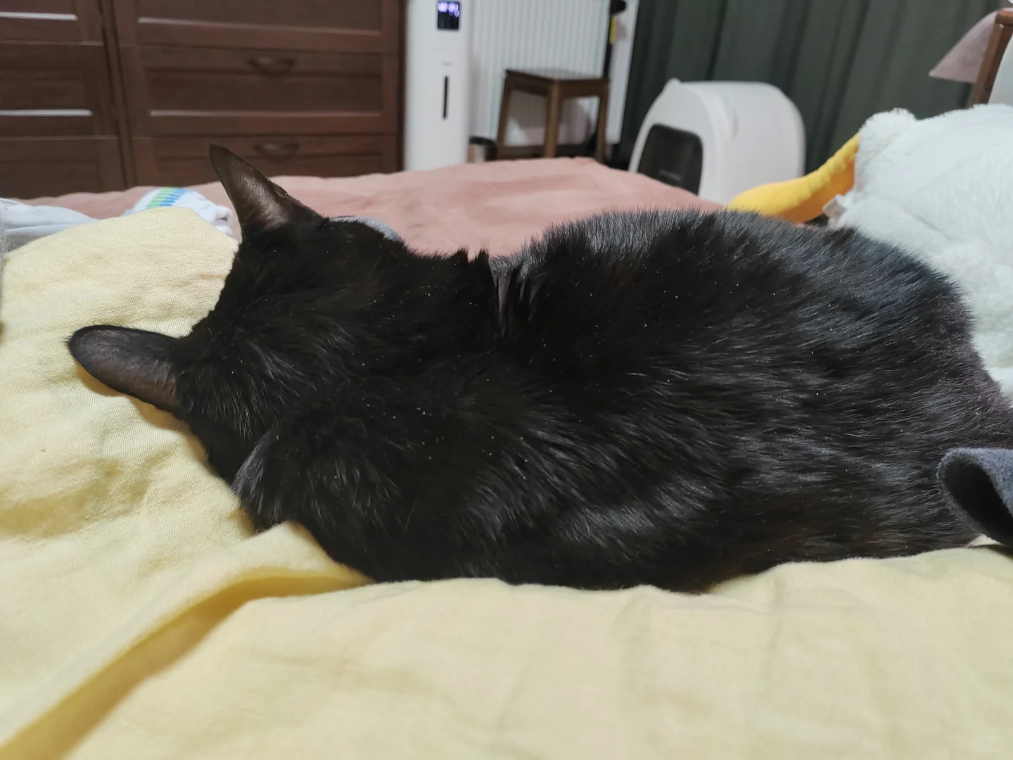 大黑离开的第七十天