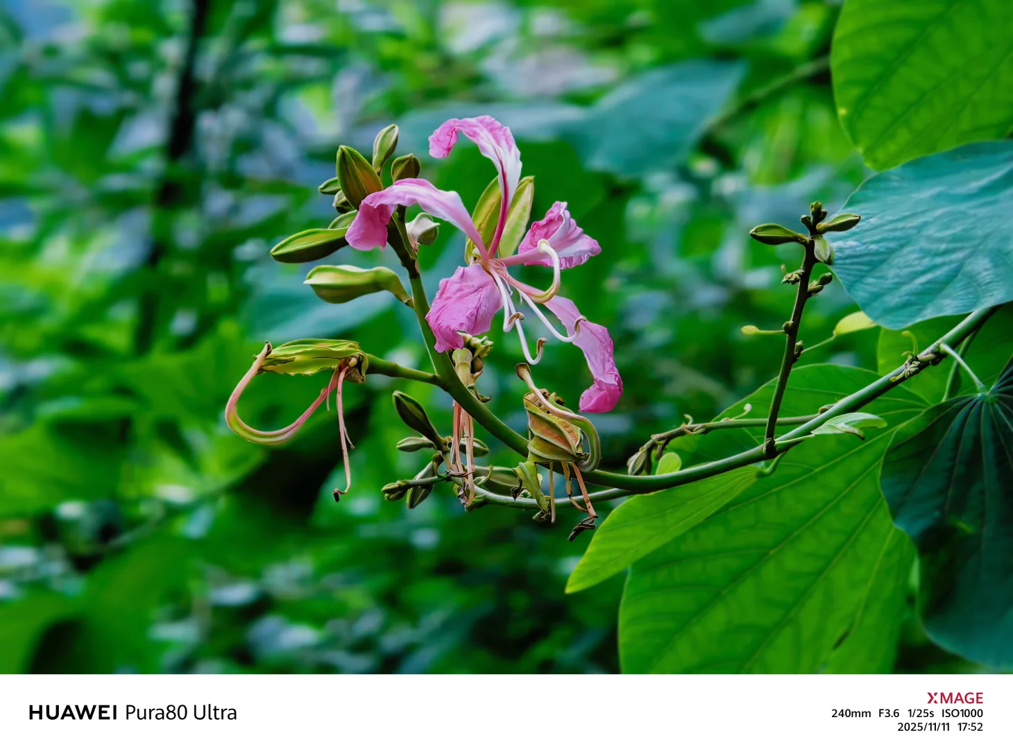 【捕捉冬日小确幸】紫荆花冬日里，小区里
