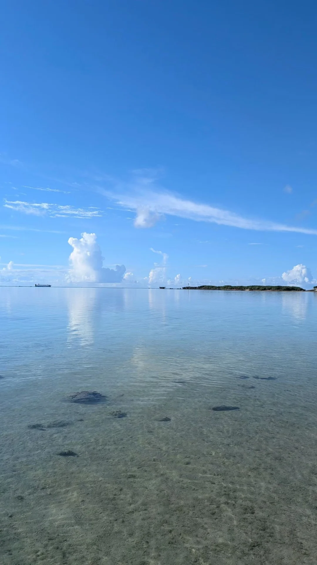 🏝️🐶🐱 不会游泳的两个人去了海边🌊