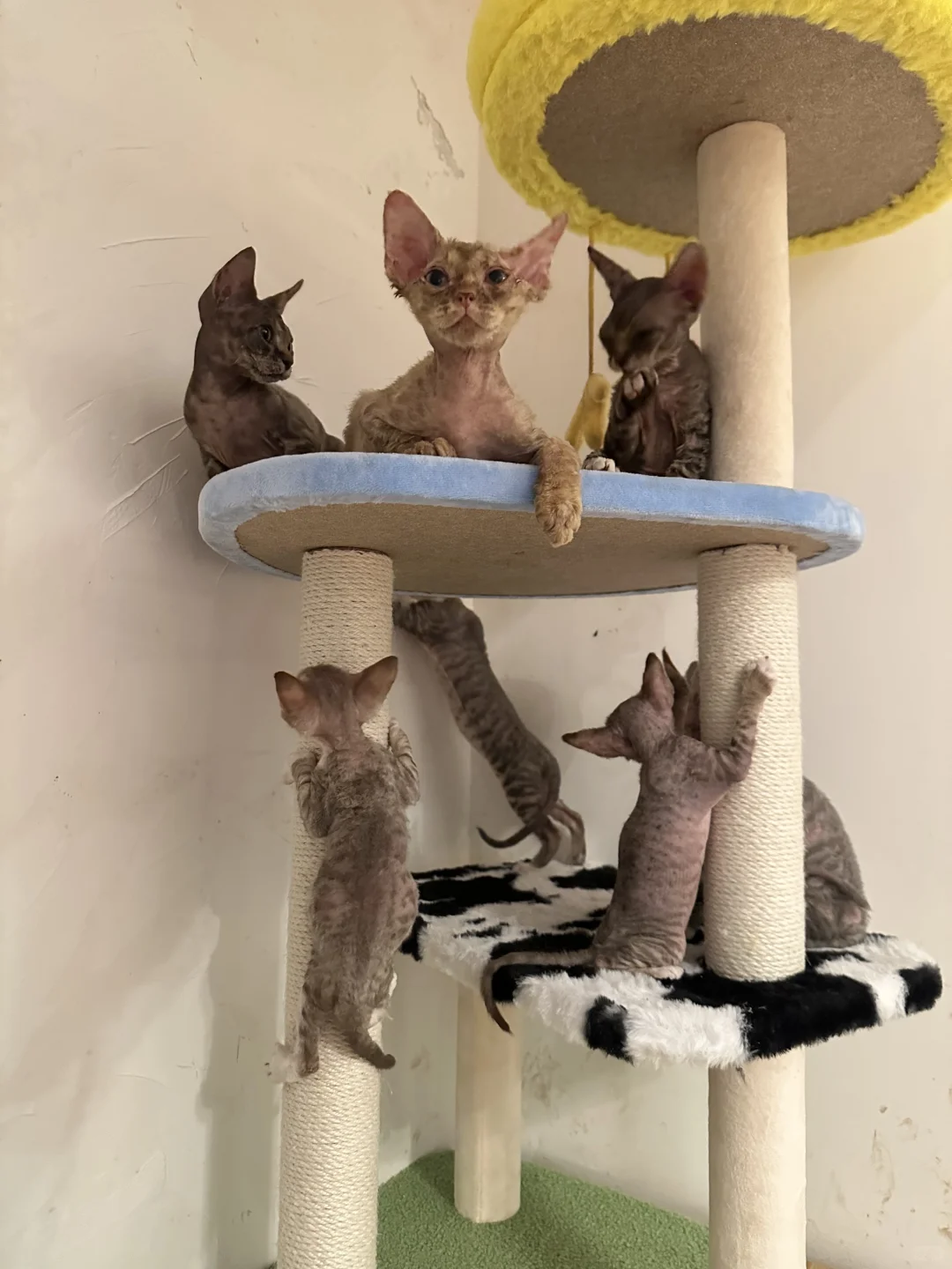 plog好美！我说这张脸