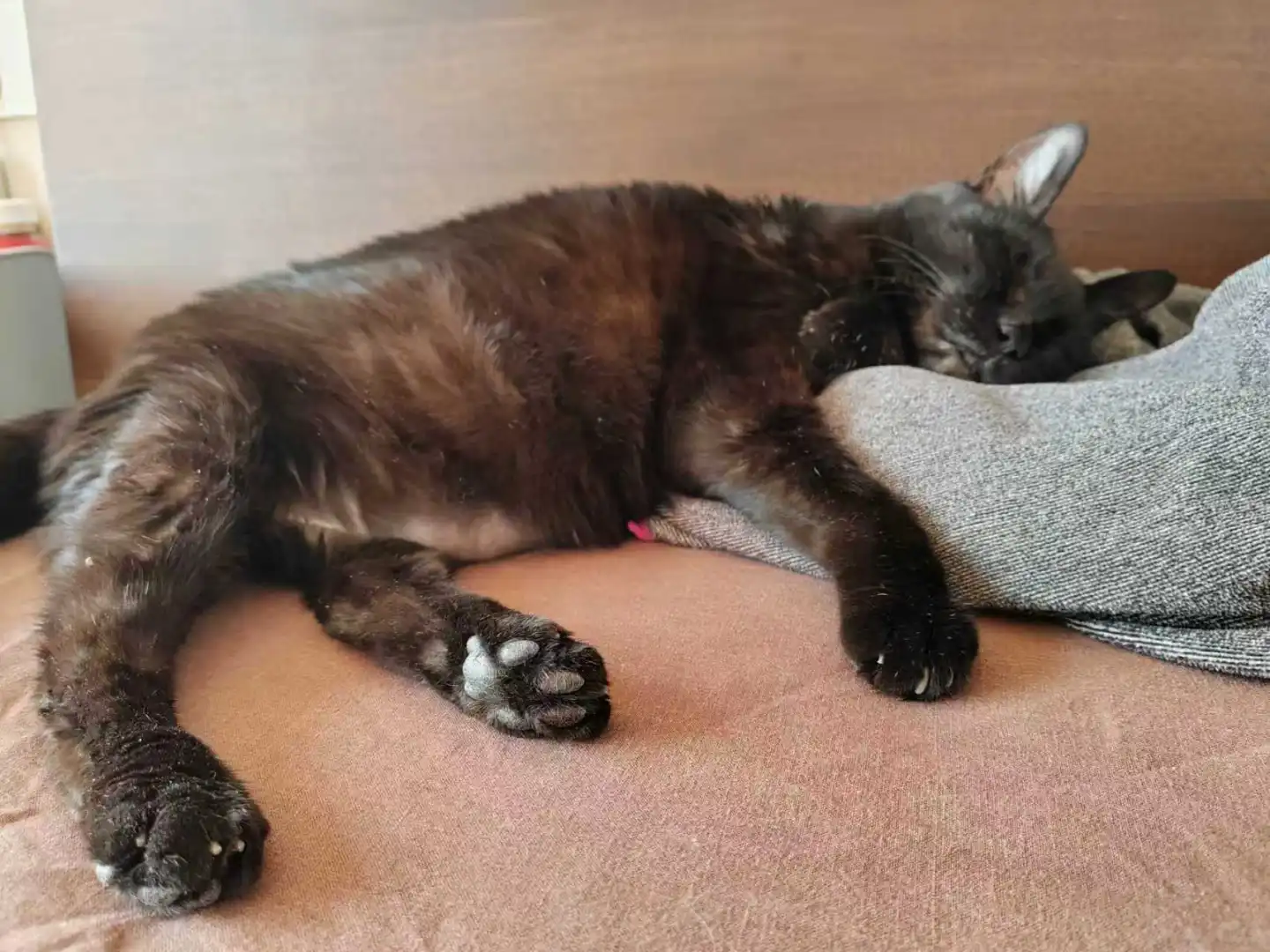 大黑离开的第七十天