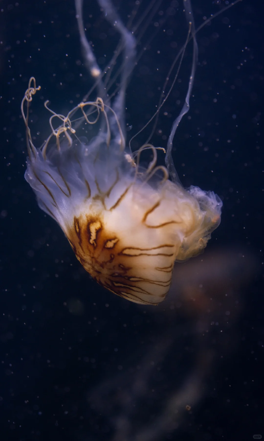 水母的坠落｜深海里的星空跌进人间