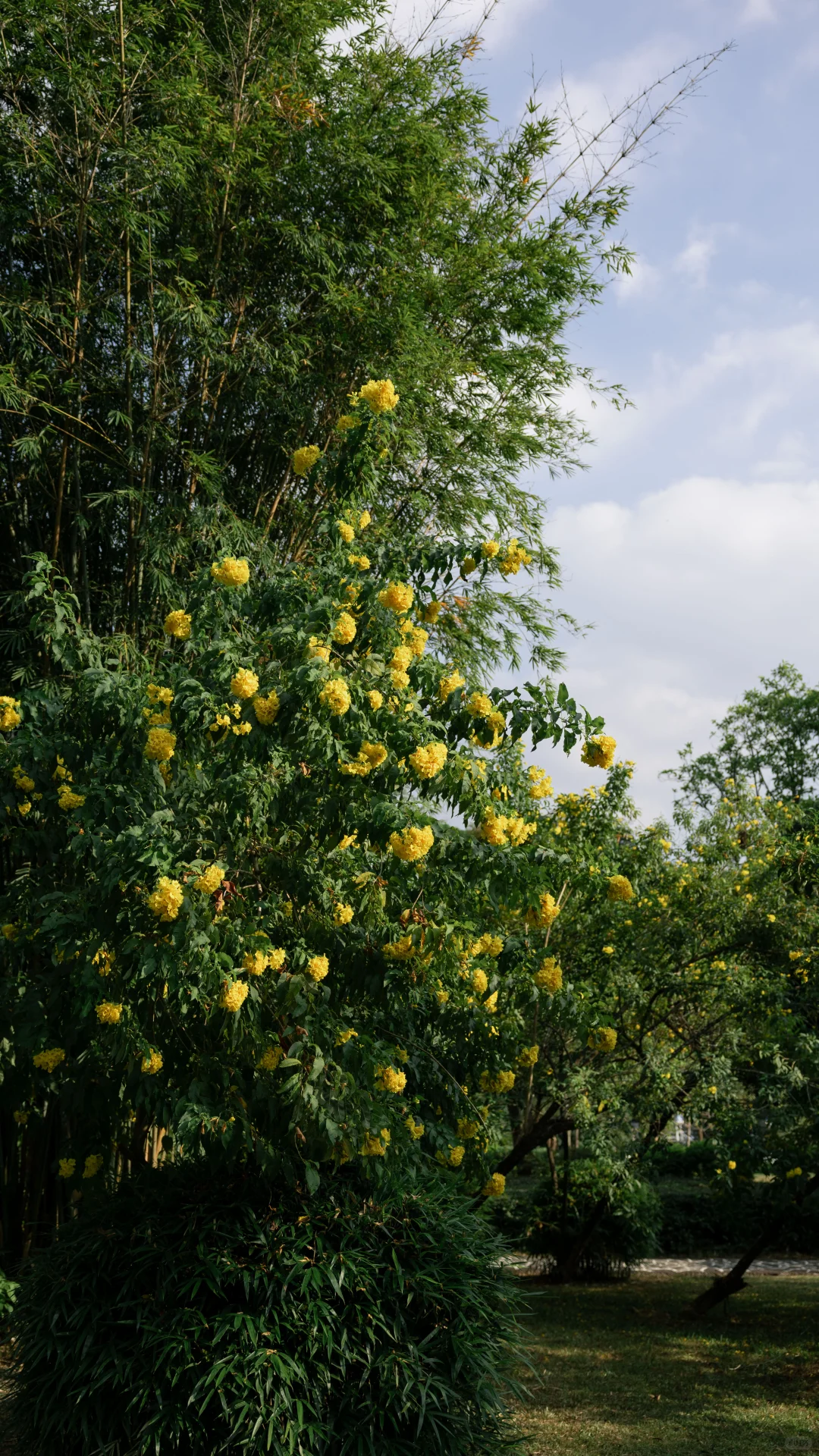 漫步在 秋风还未到达的森林