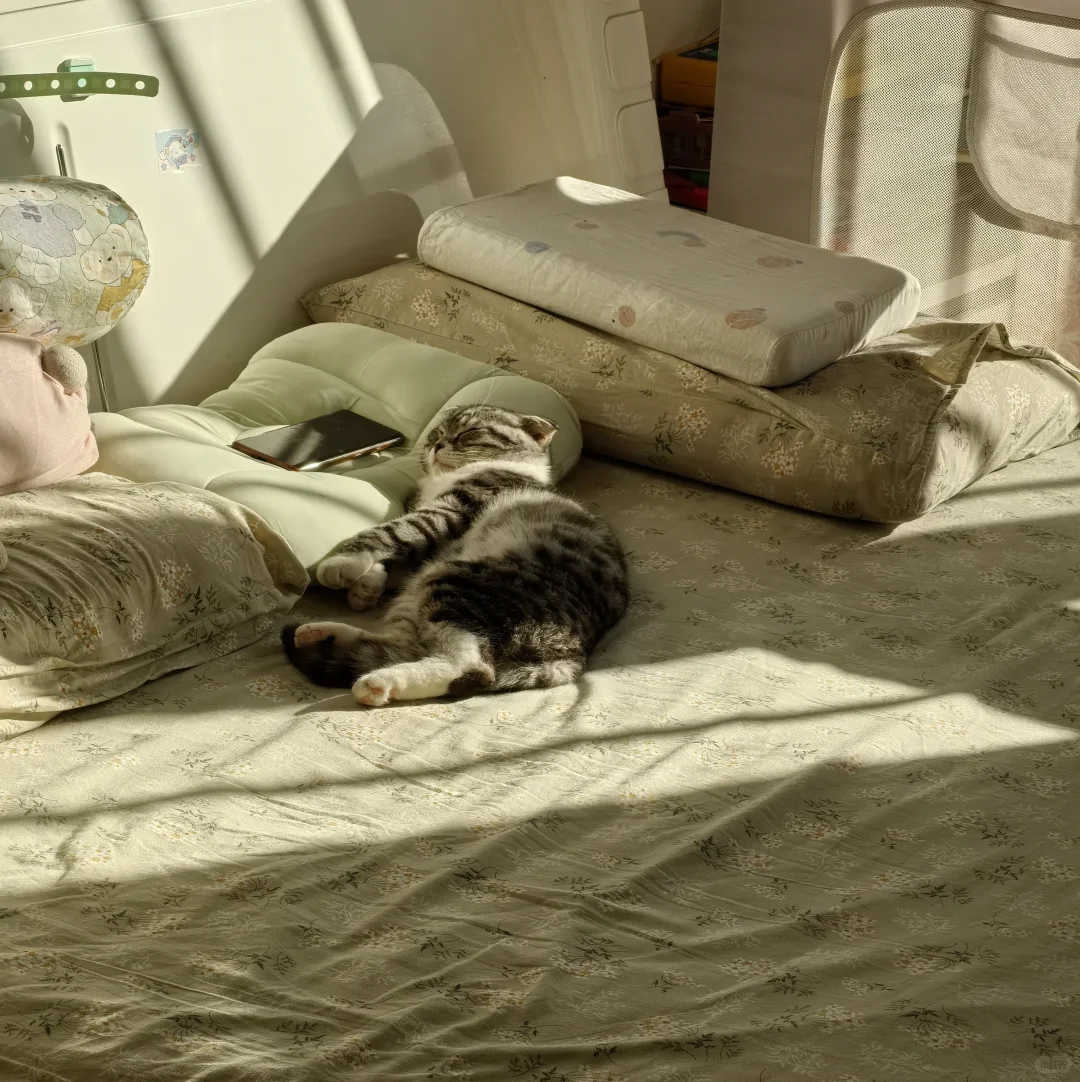 猫猫睡姿记录贴～～～