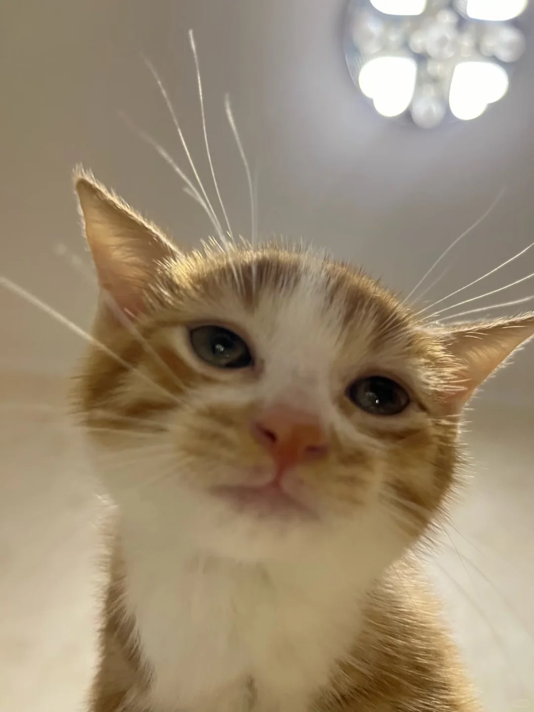 小鸡刚到家美照留存～