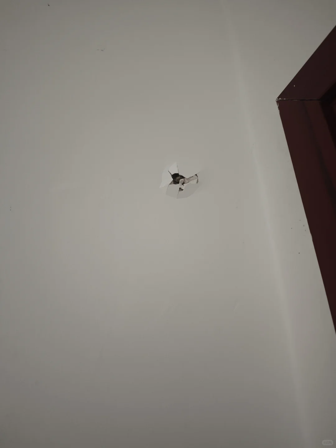 这是墙里长了啥