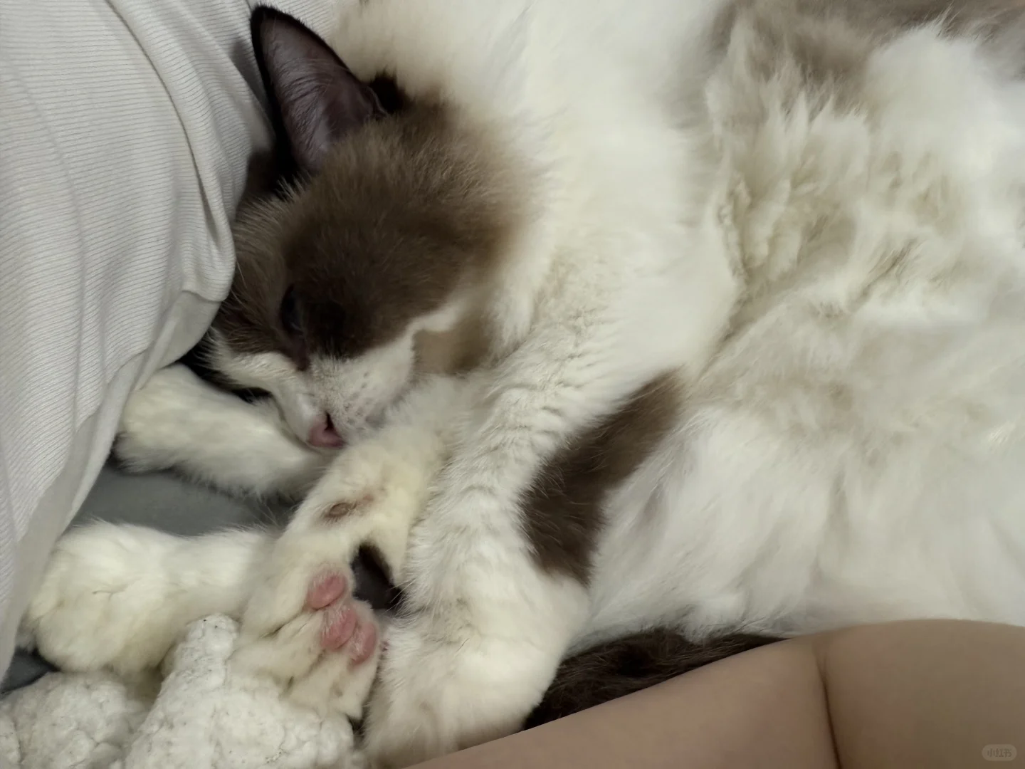 猫咪各种乱七八糟的睡姿