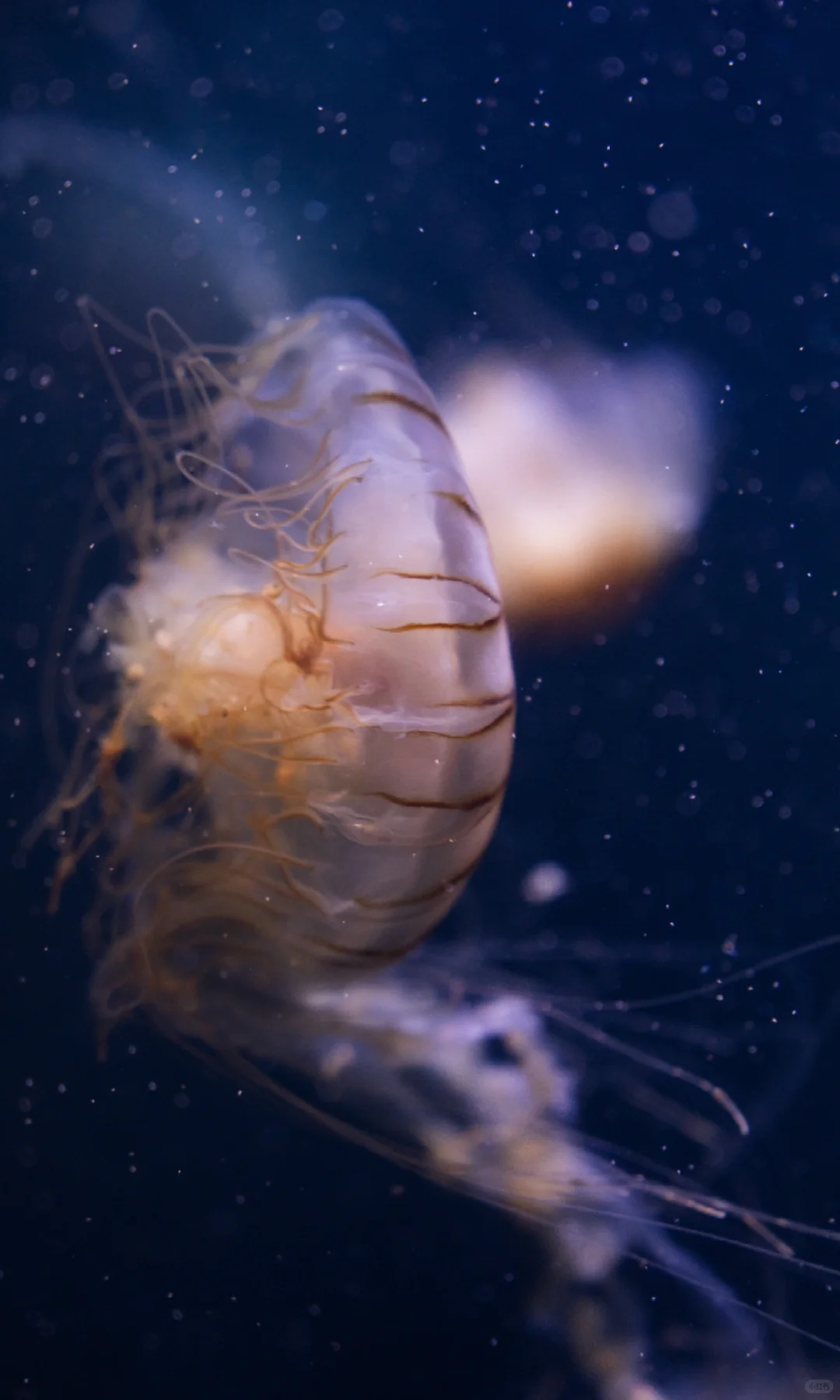 水母的坠落｜深海里的星空跌进人间