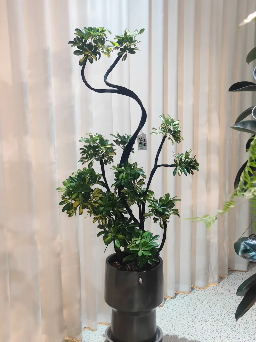 乌海森系大型花店、乌海汇林花卉园艺中心