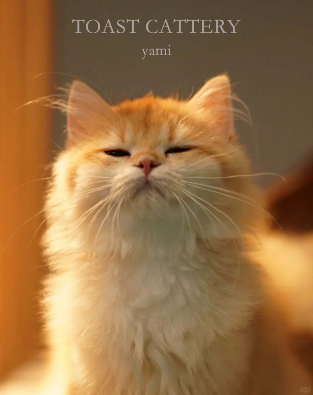 人！快来给猫的美照点赞～