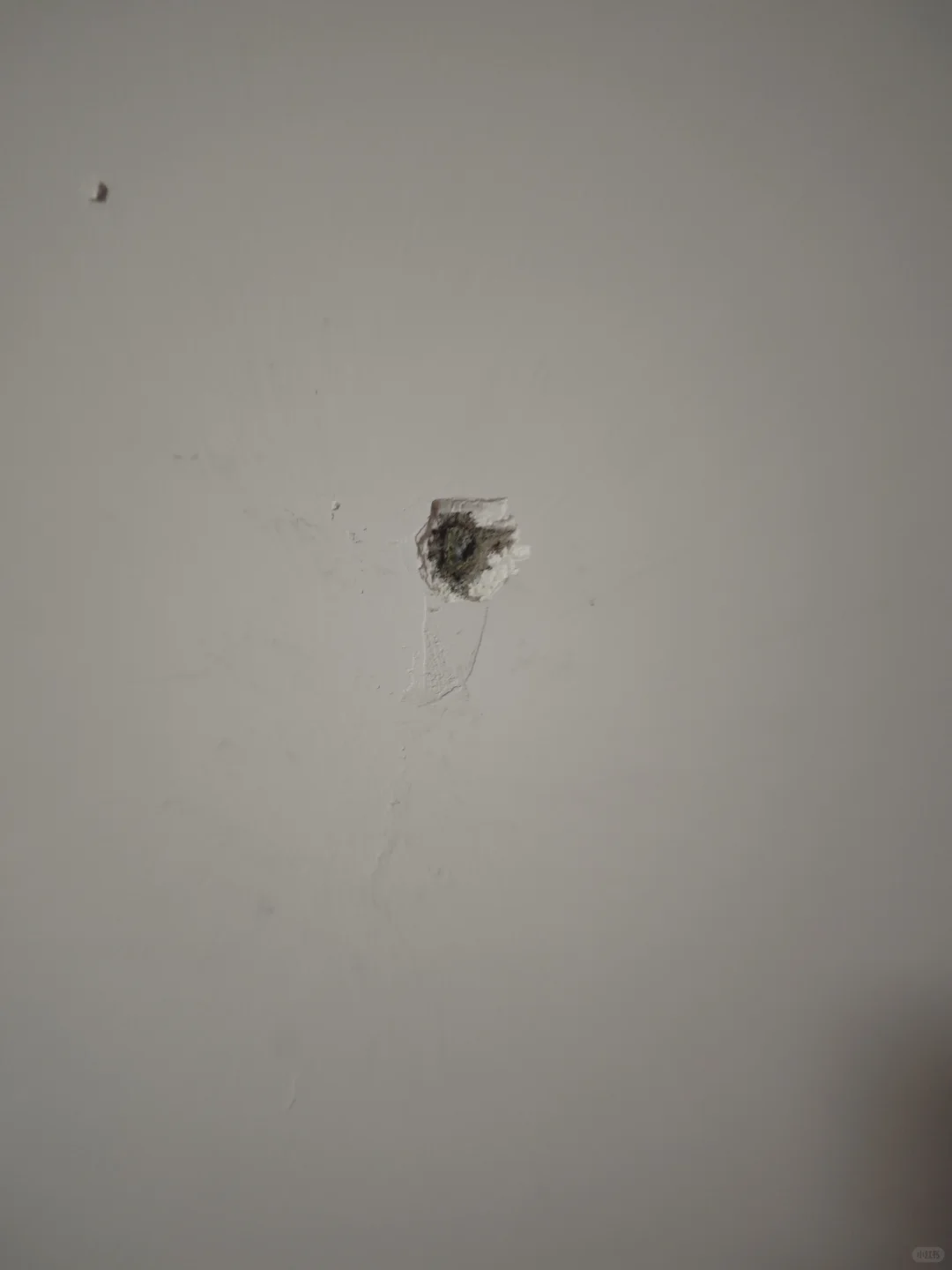 这是墙里长了啥