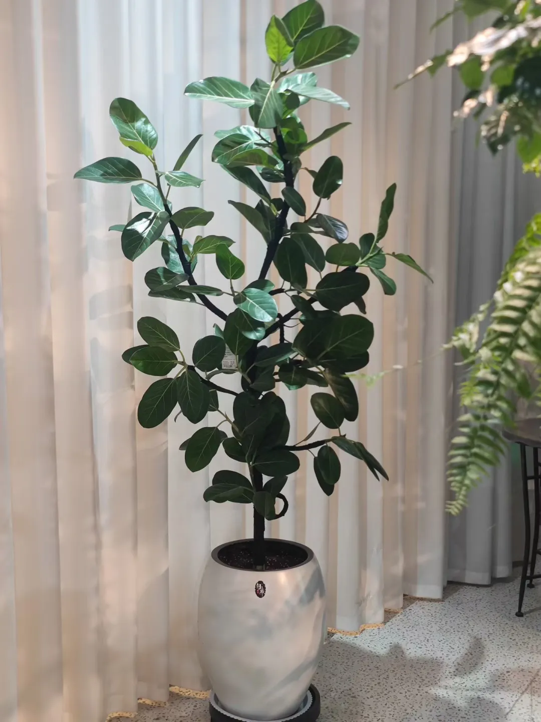 乌海森系大型花店、乌海汇林花卉园艺中心