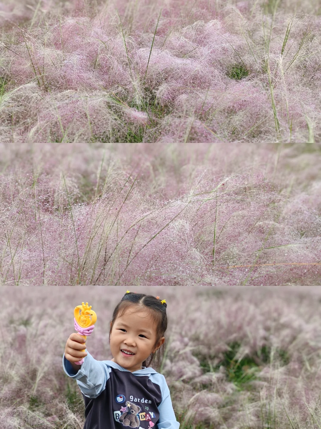 生活中的小确幸|雨后的粉黛娇艳欲滴
