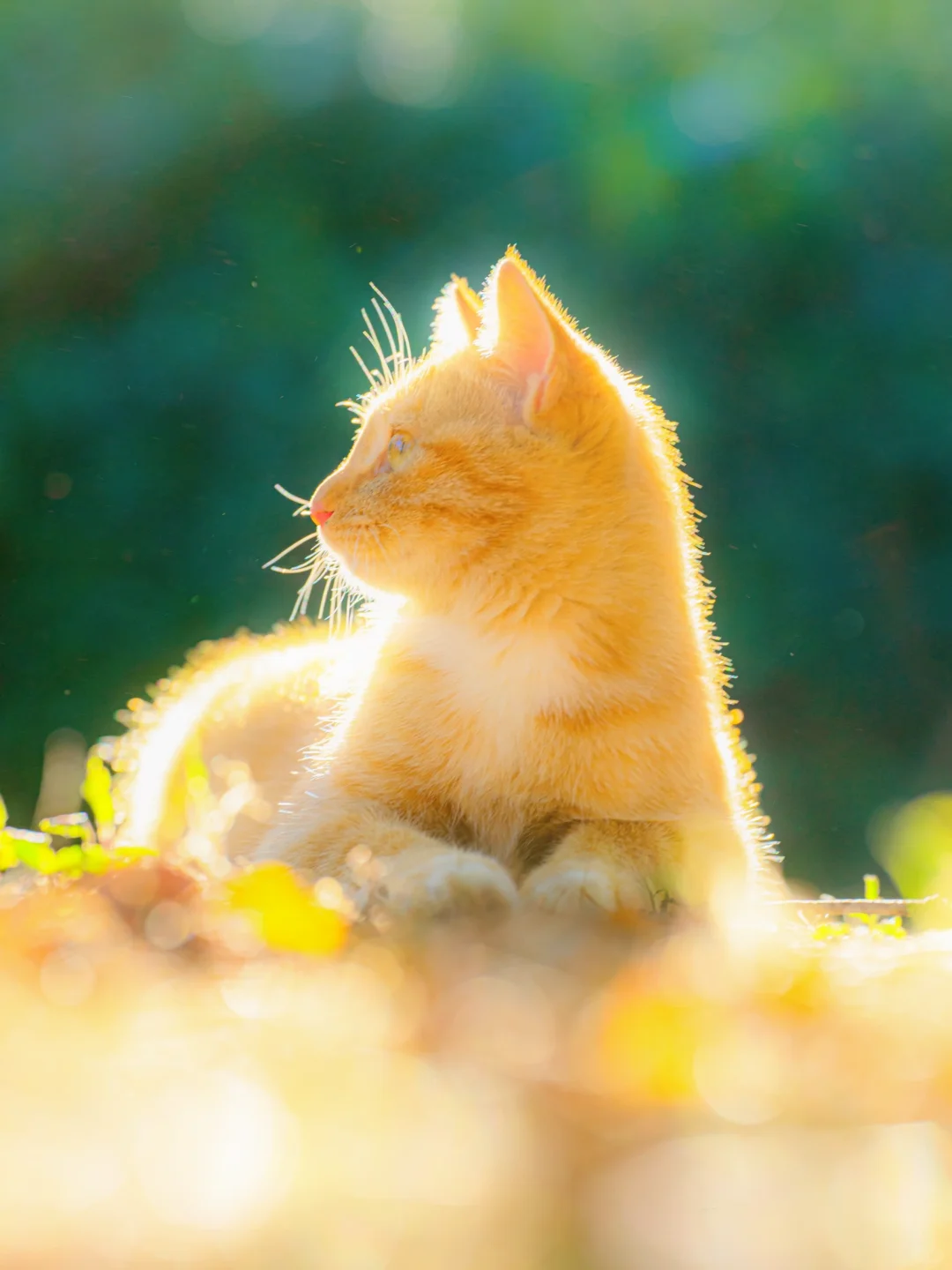 信我吧！北京的秋天遇上猫将是绝杀🍂