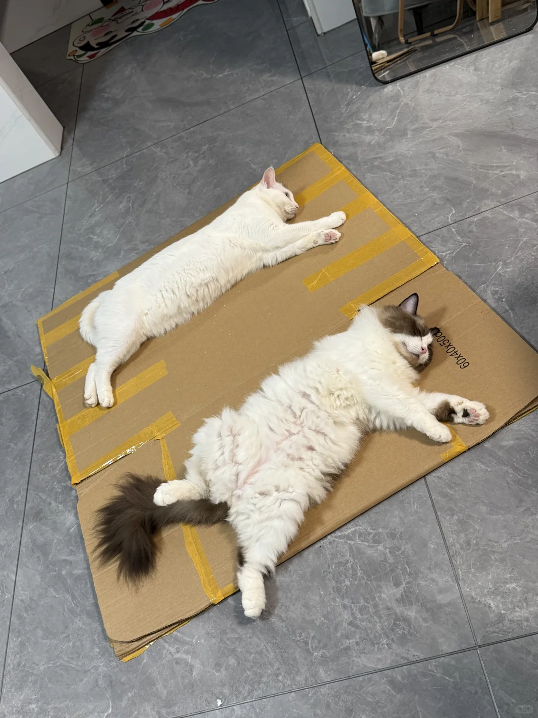 猫咪各种乱七八糟的睡姿