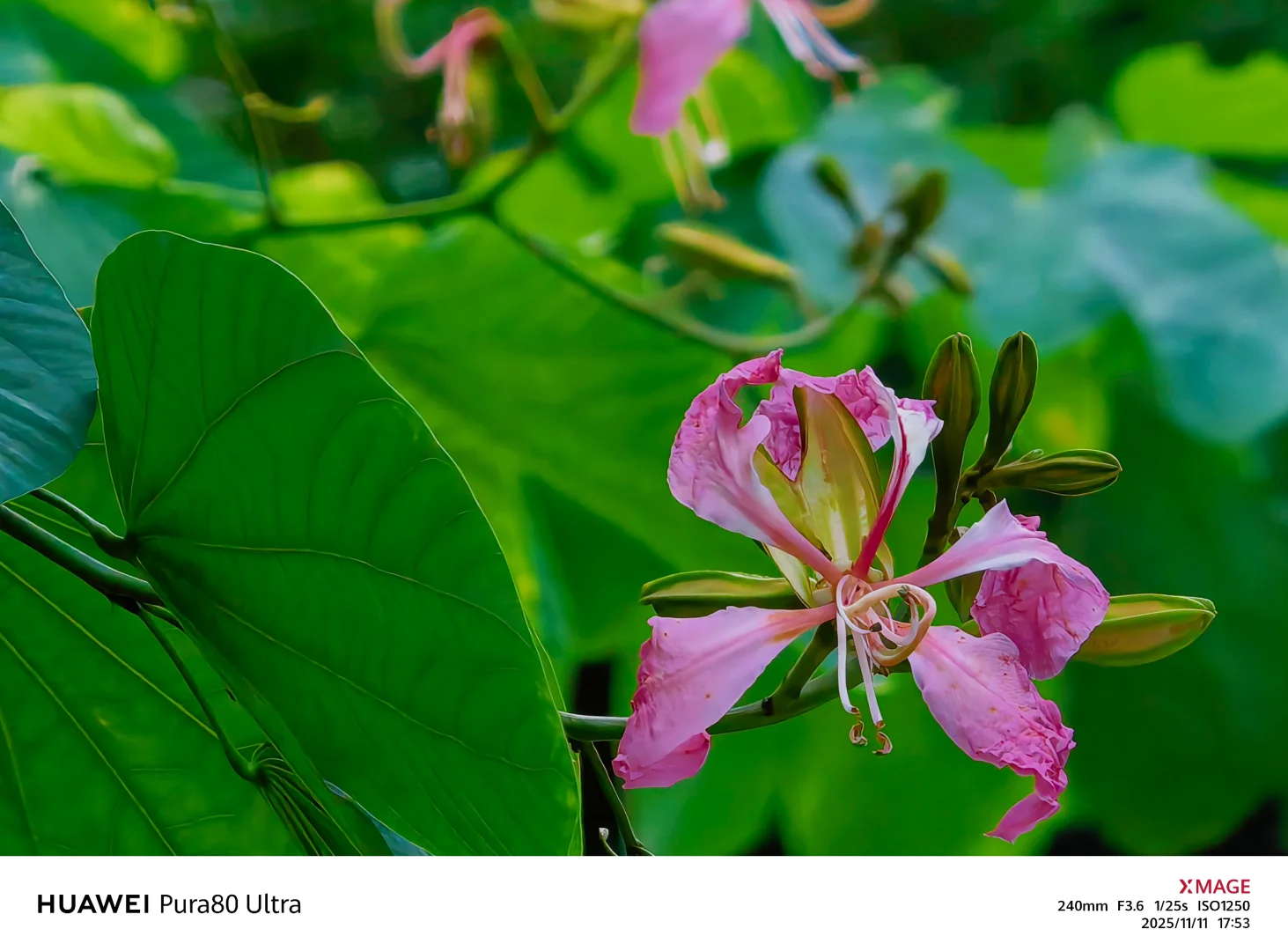 【捕捉冬日小确幸】紫荆花冬日里，小区里