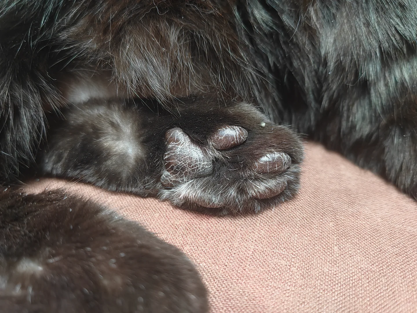 大黑离开的第七十天