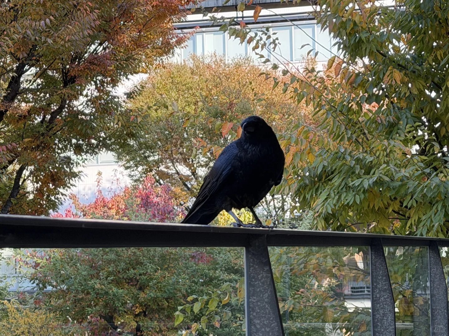 还好有他俩在 不然薯条被乌鸦抢走了