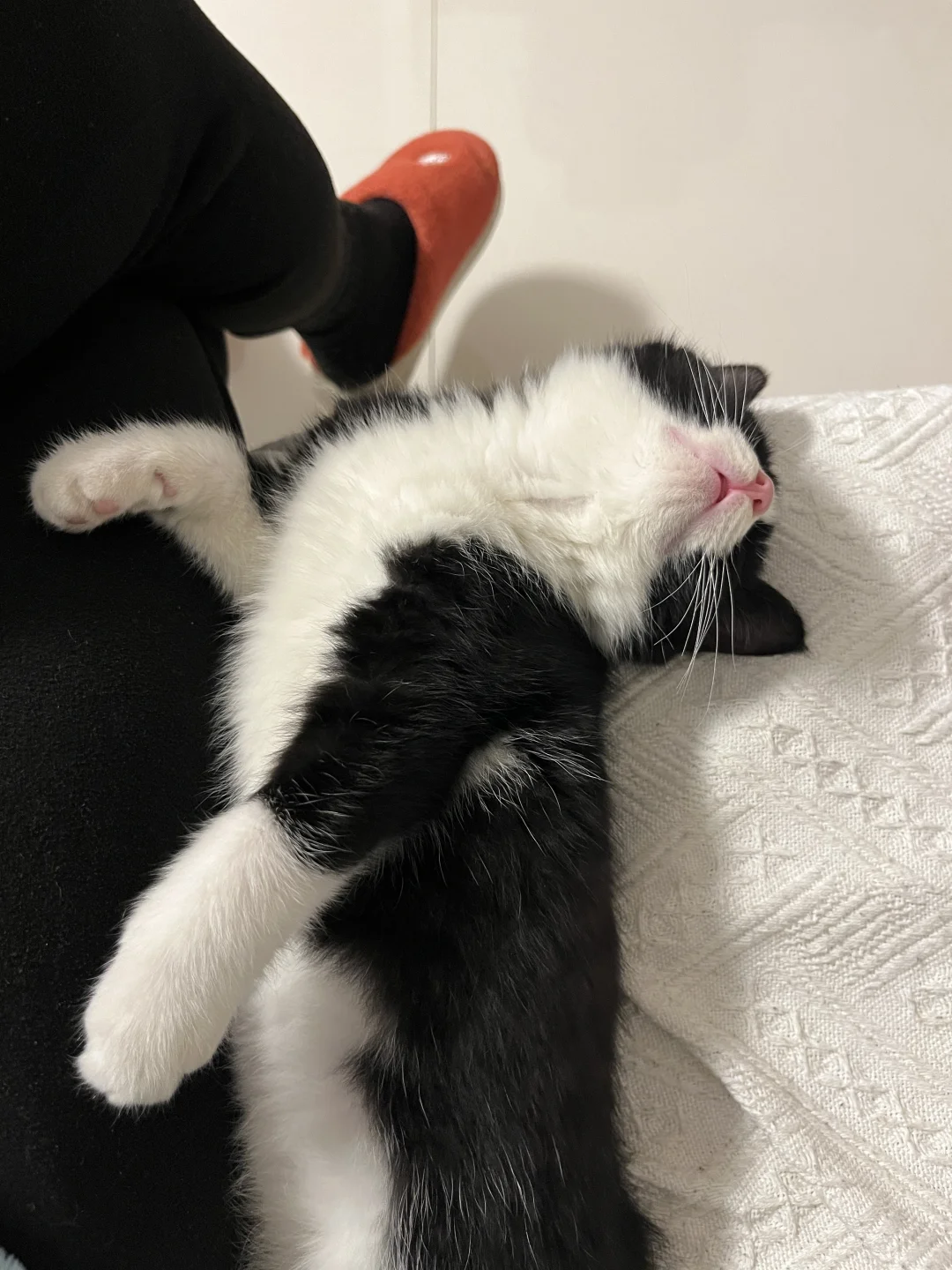 去养奶牛猫猫吧