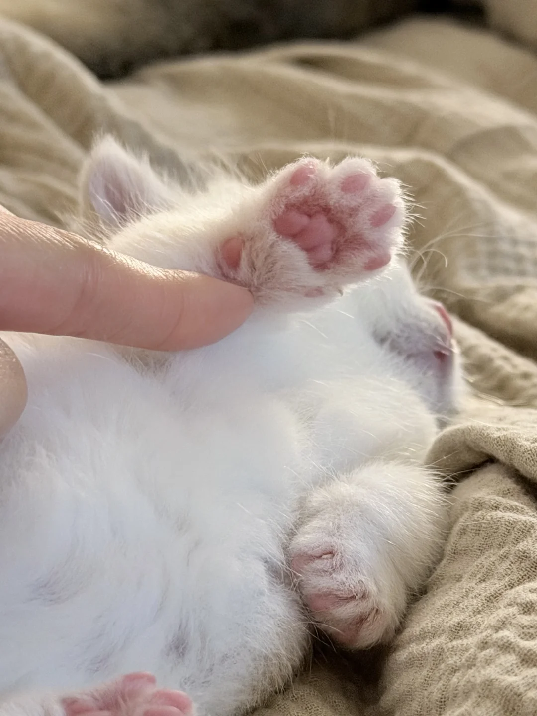 小猫的最佳赏味期～