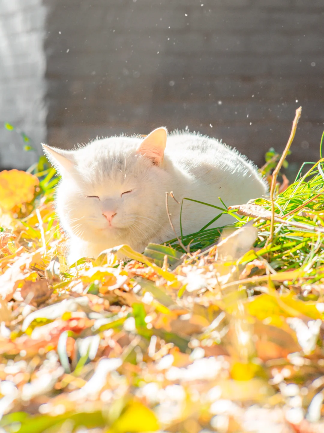 信我吧！北京的秋天遇上猫将是绝杀🍂