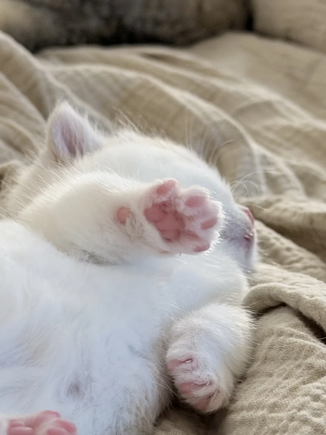 小猫的最佳赏味期～