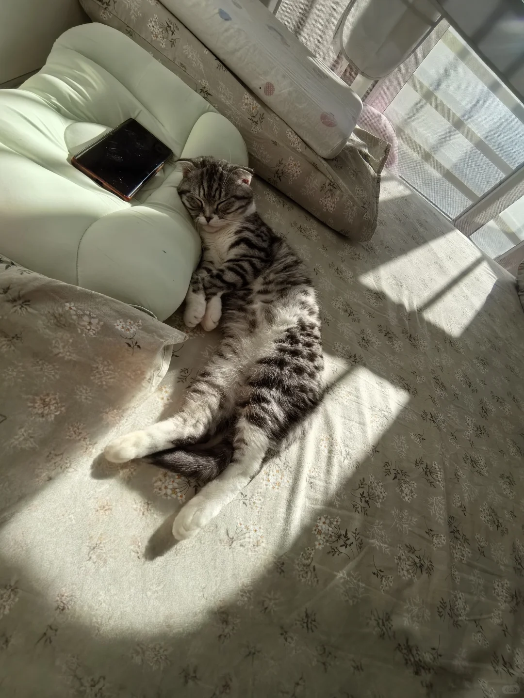 猫猫睡姿记录贴～～～