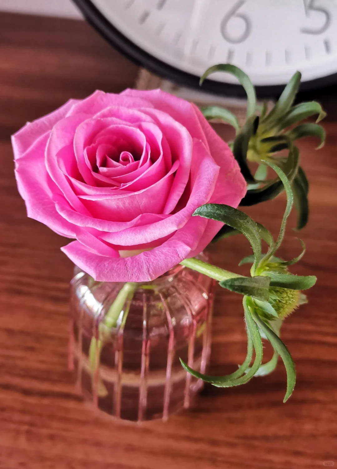 11月～第3束鲜花，娇艳玫瑰～