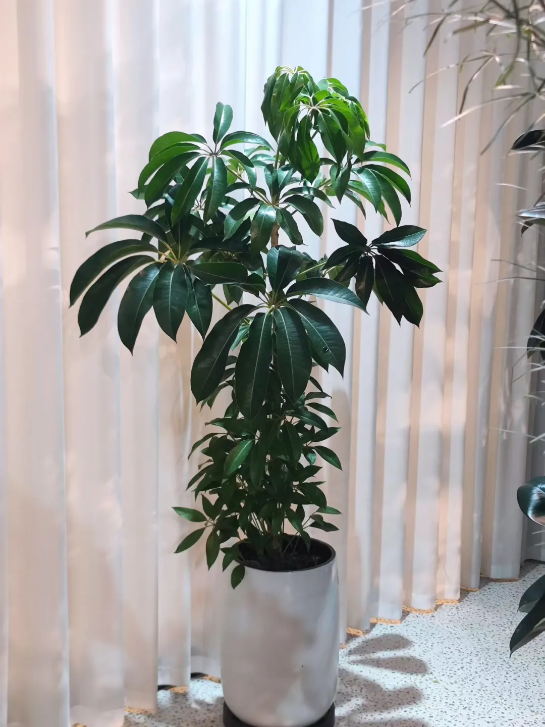 乌海森系大型花店、乌海汇林花卉园艺中心