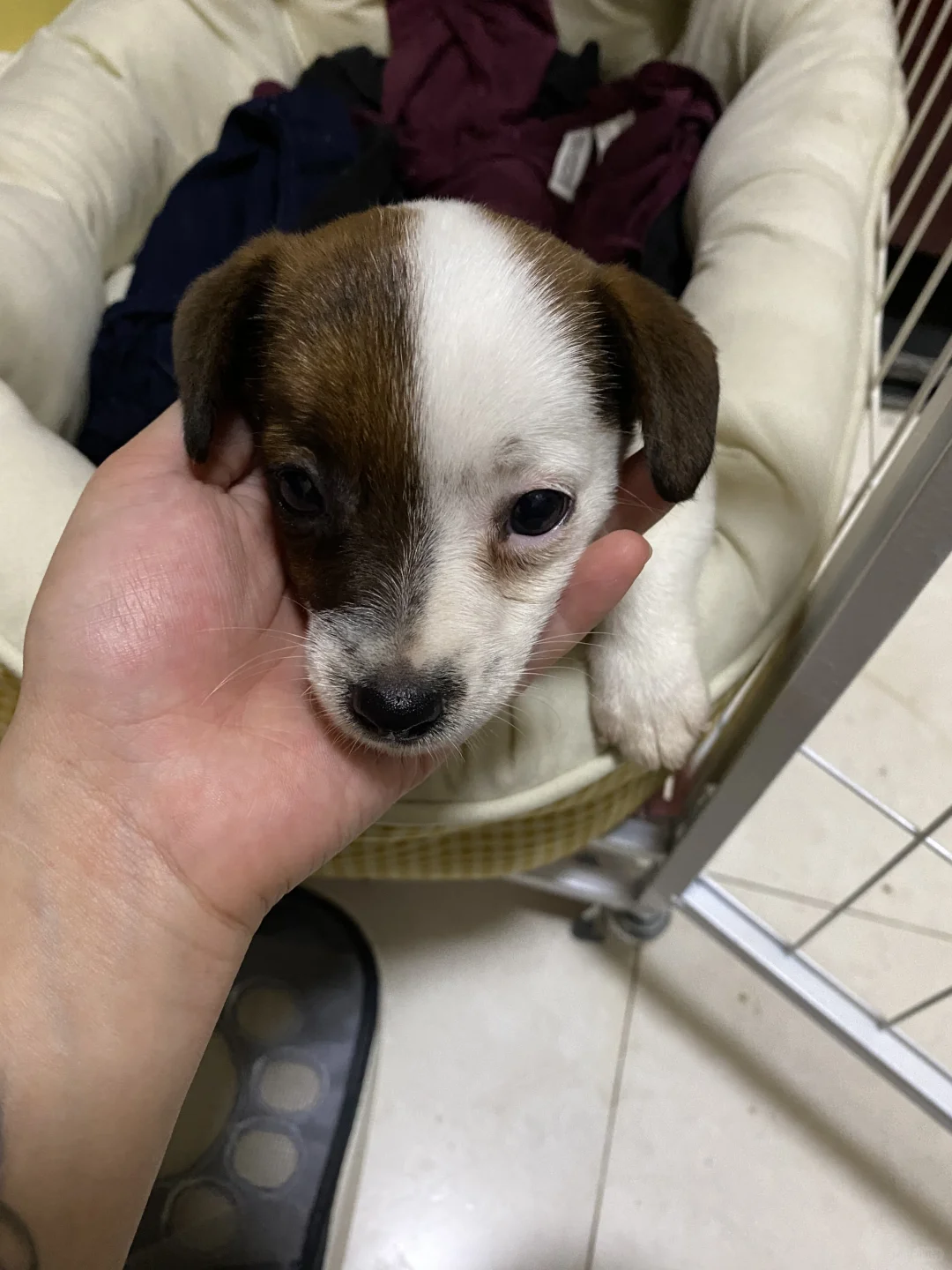 坏女孩的写真集