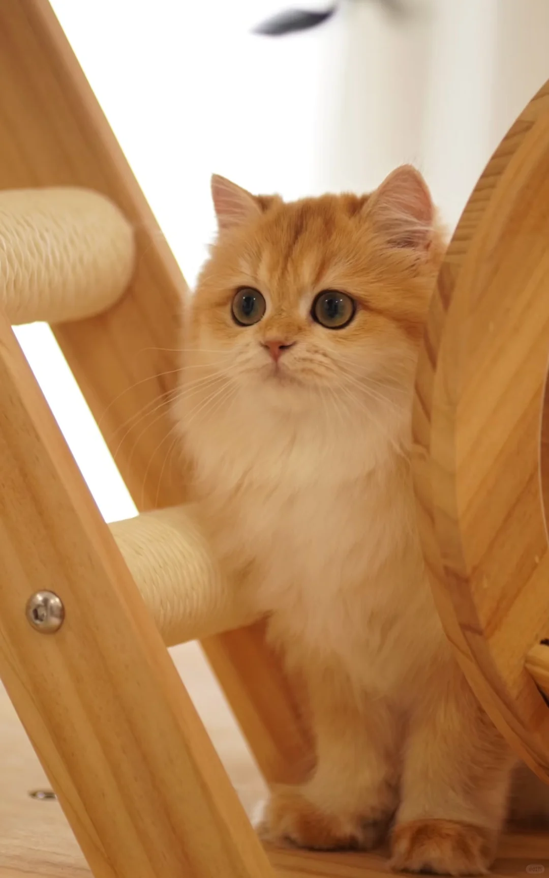 人！快来给猫的美照点赞～