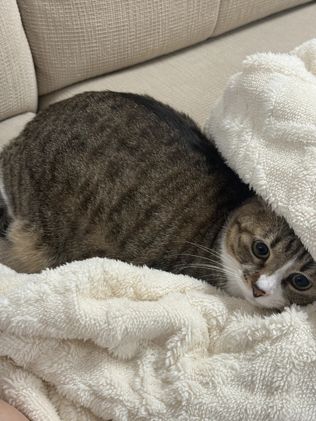 只是亿点点胖啦～