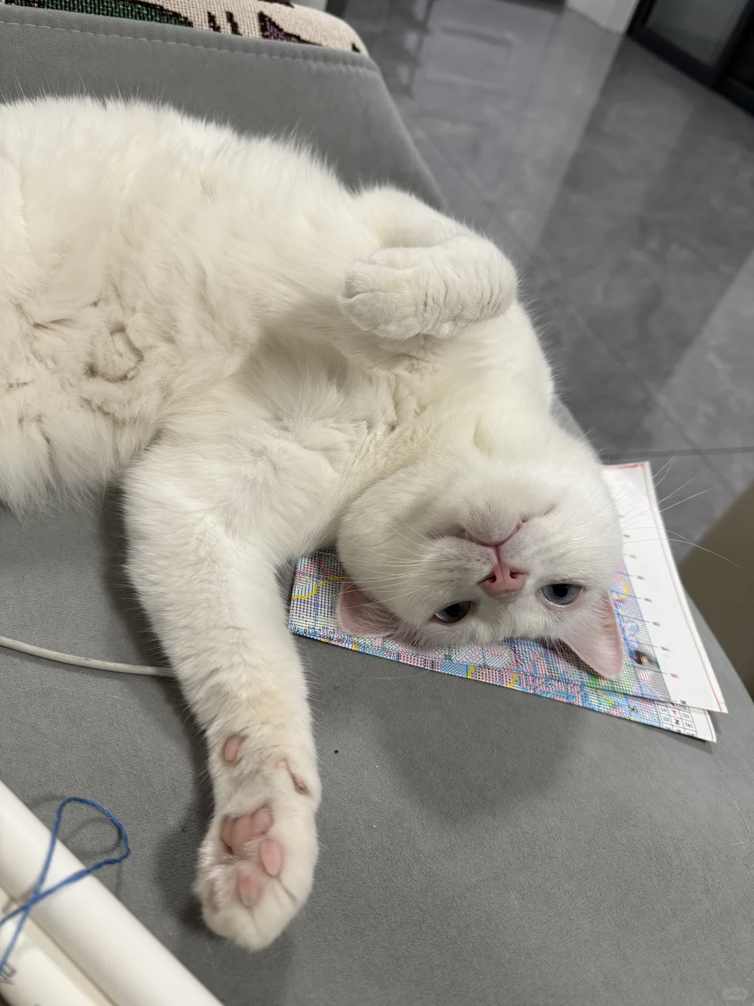 猫咪各种乱七八糟的睡姿