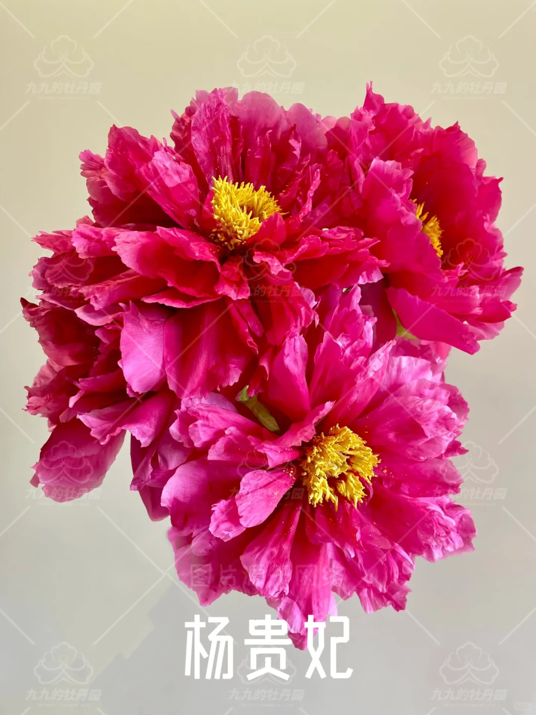 回眸一笑百媚生 六宫粉黛无颜色｜杨贵妃