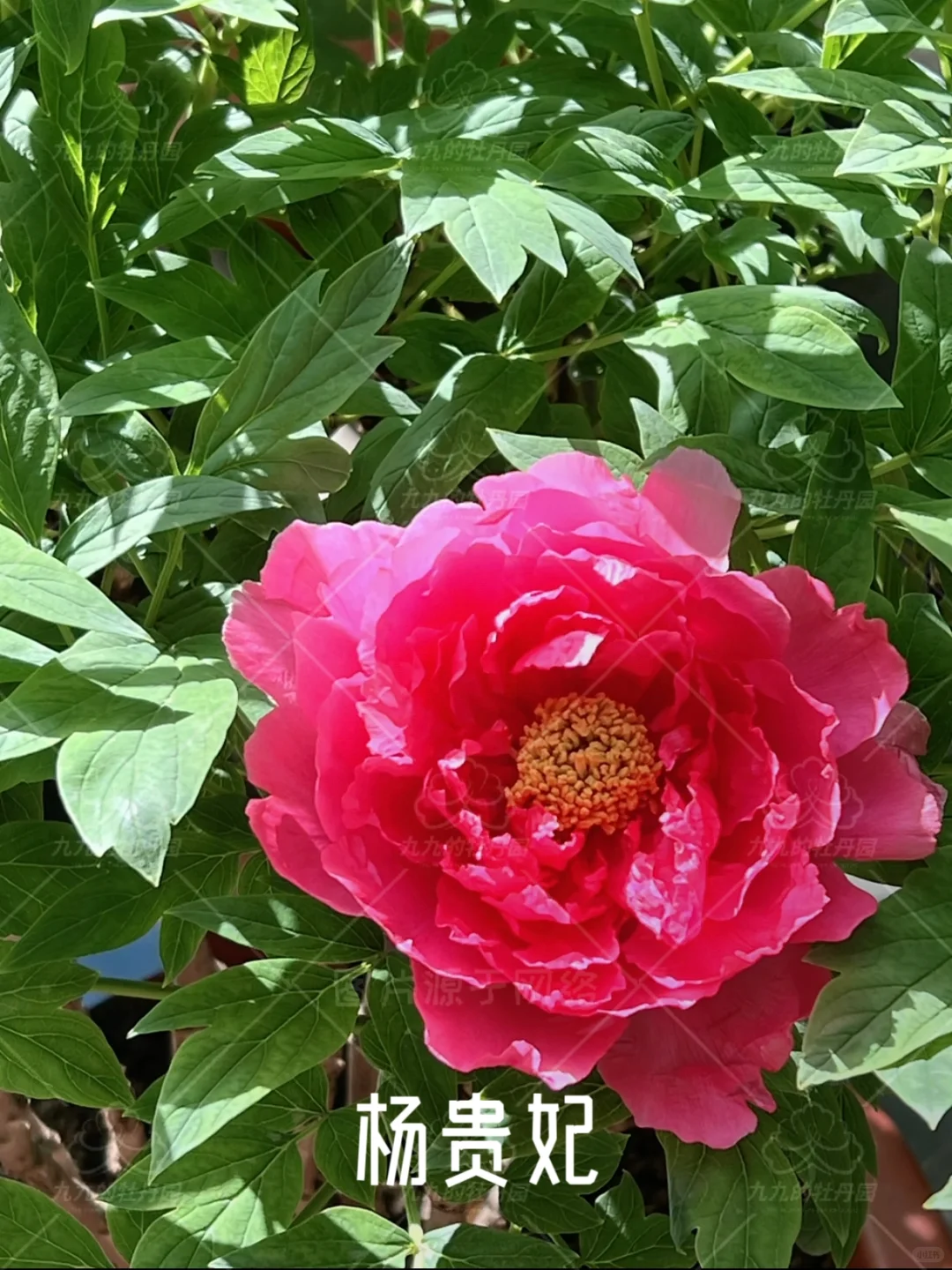 回眸一笑百媚生 六宫粉黛无颜色｜杨贵妃