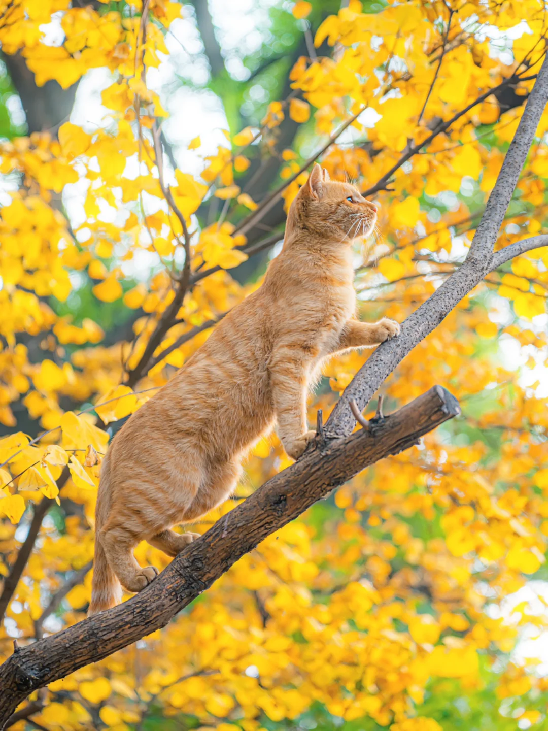 信我吧！北京的秋天遇上猫将是绝杀🍂
