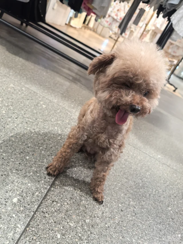 谁说媚眼是人类的特权？我家小可爱申请出战