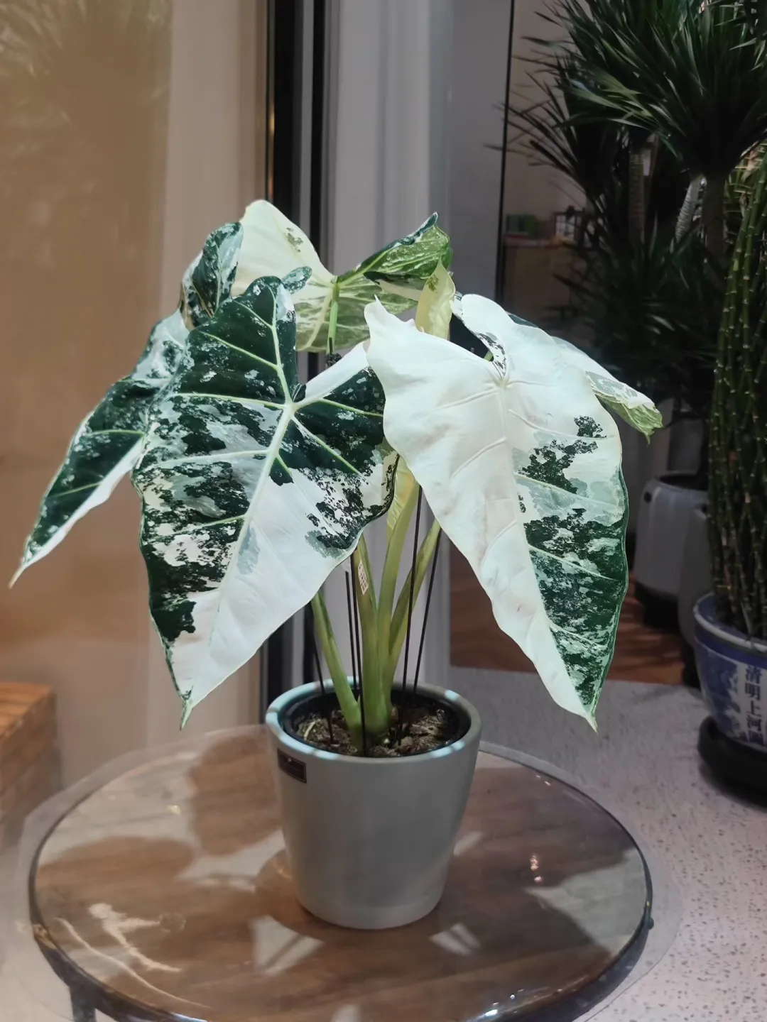 乌海森系大型花店、乌海汇林花卉园艺中心