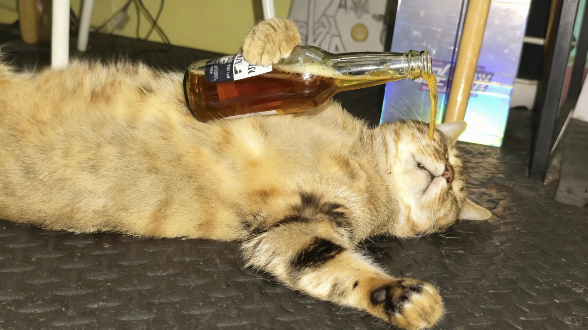 猫猫我啊，很会享受