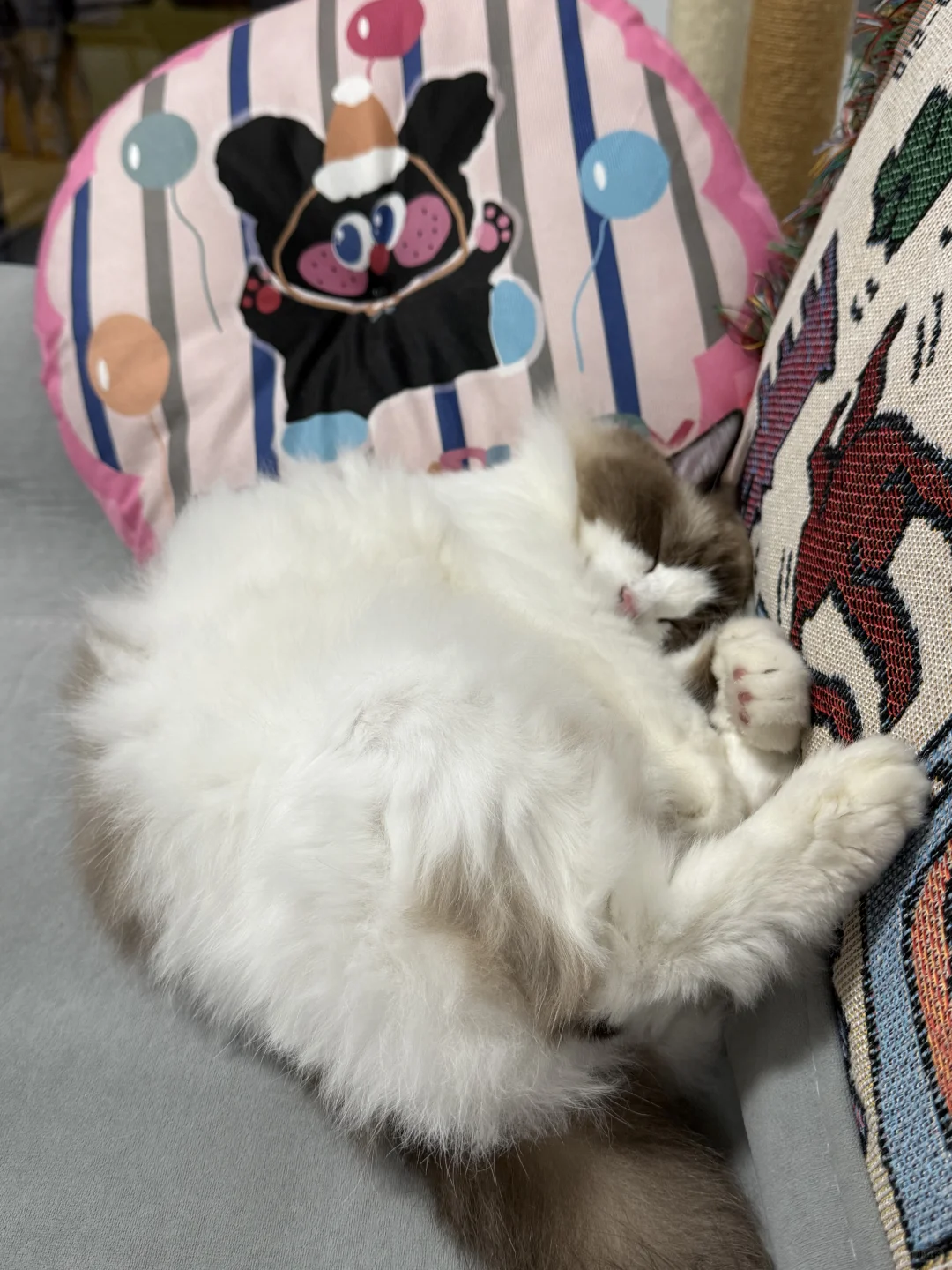 猫咪各种乱七八糟的睡姿