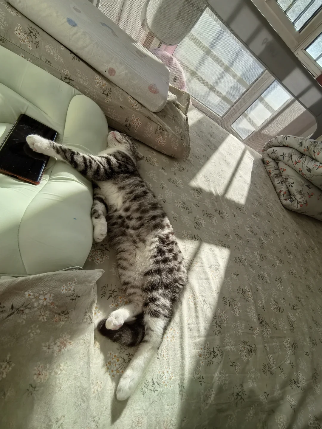 猫猫睡姿记录贴～～～