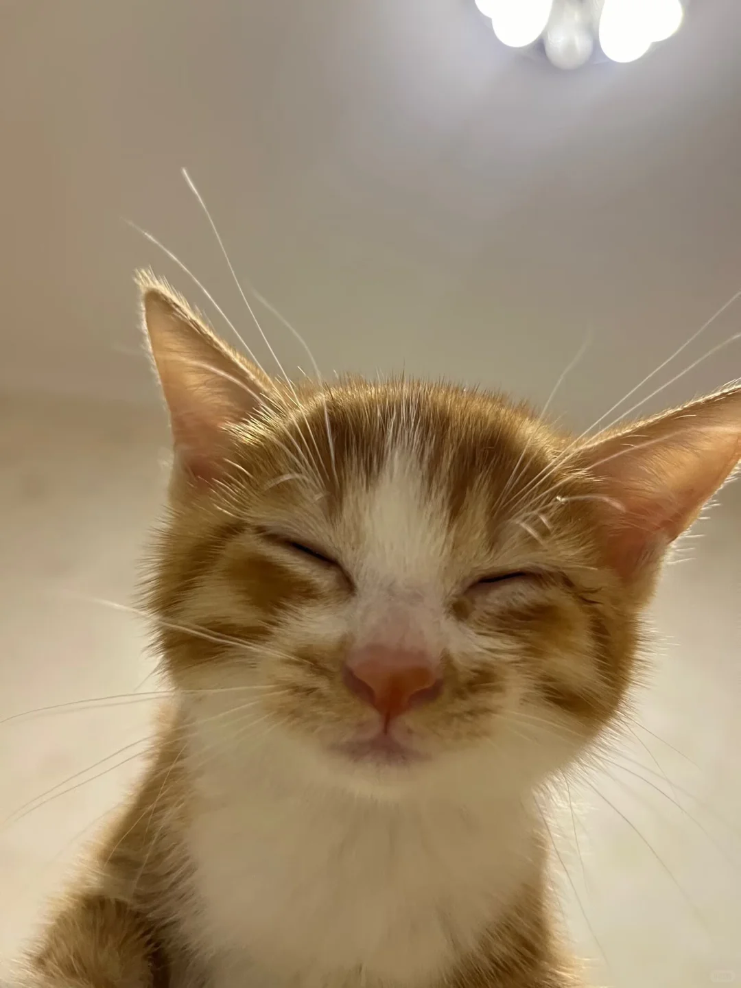 小鸡刚到家美照留存～