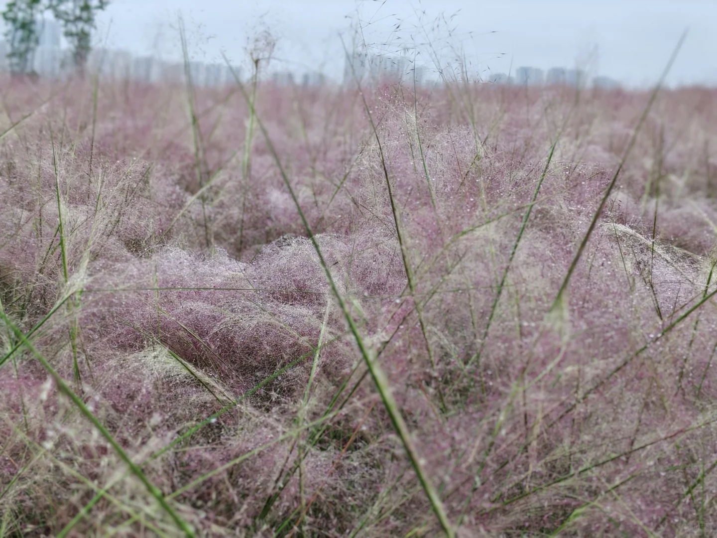 生活中的小确幸|雨后的粉黛娇艳欲滴