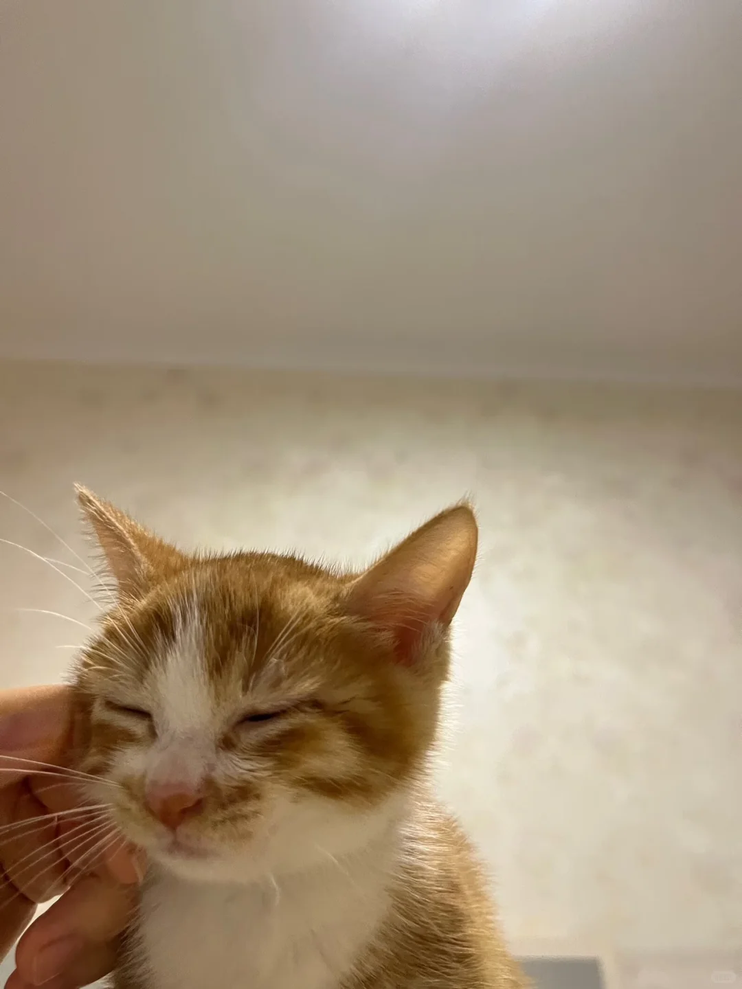 小鸡刚到家美照留存～